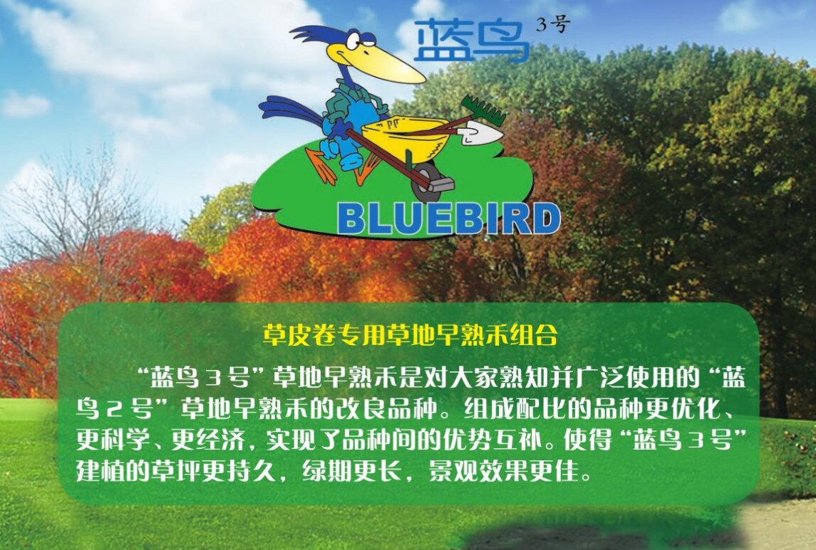 草地早熟禾-藍(lán)鳥(niǎo)3號(hào)