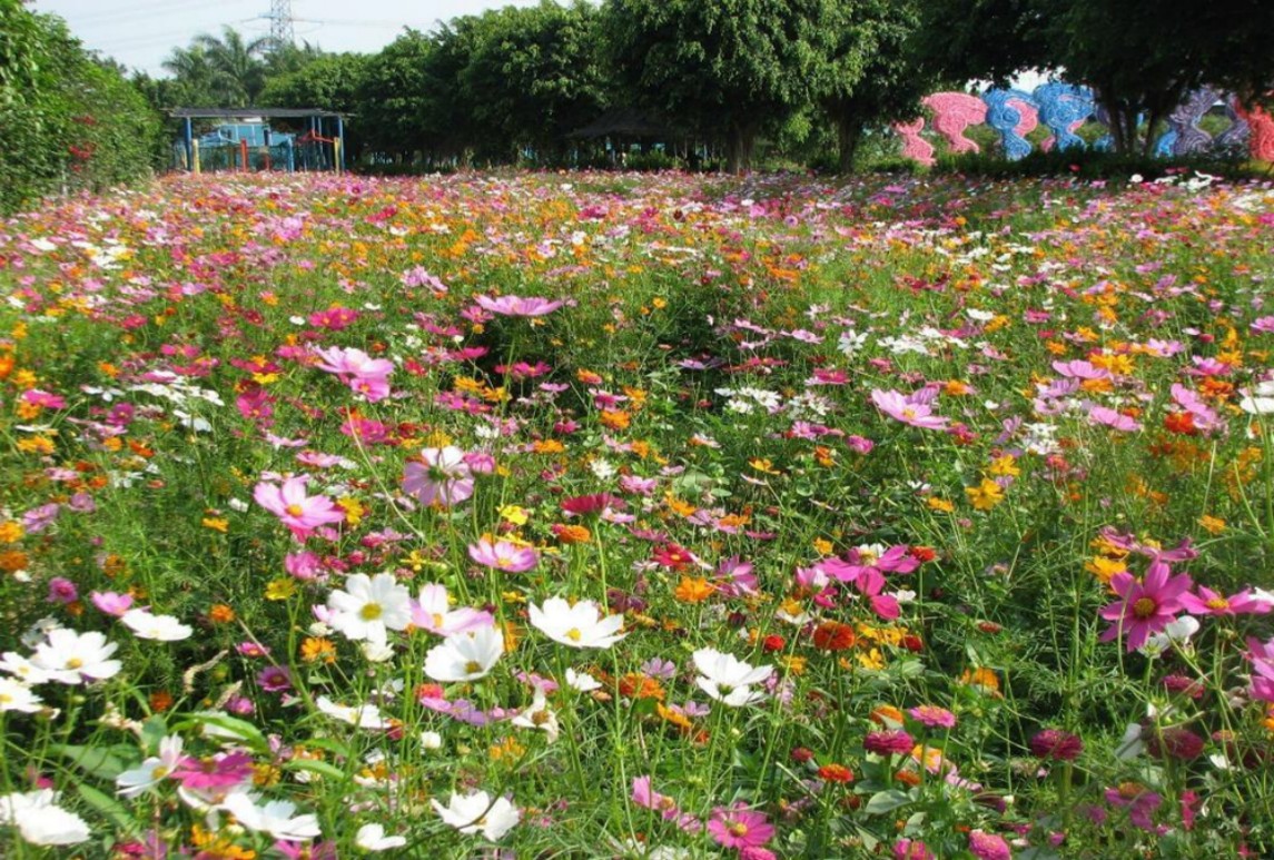 快速建植組合-彩虹浪潮