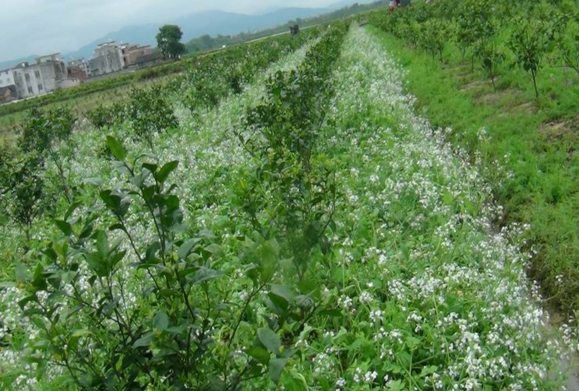 十字花科蕓薹屬飼用作物