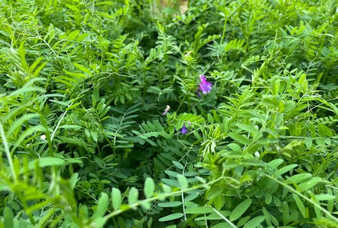 果園生草綠肥，毛苕子如何播種簡(jiǎn)單又好種？
