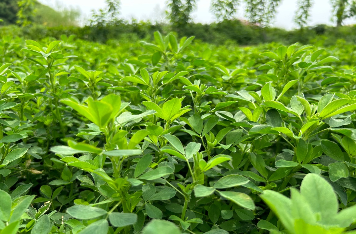 轉(zhuǎn)：綠肥科普|典型野豌豆屬綠肥作物性狀、起源與利用