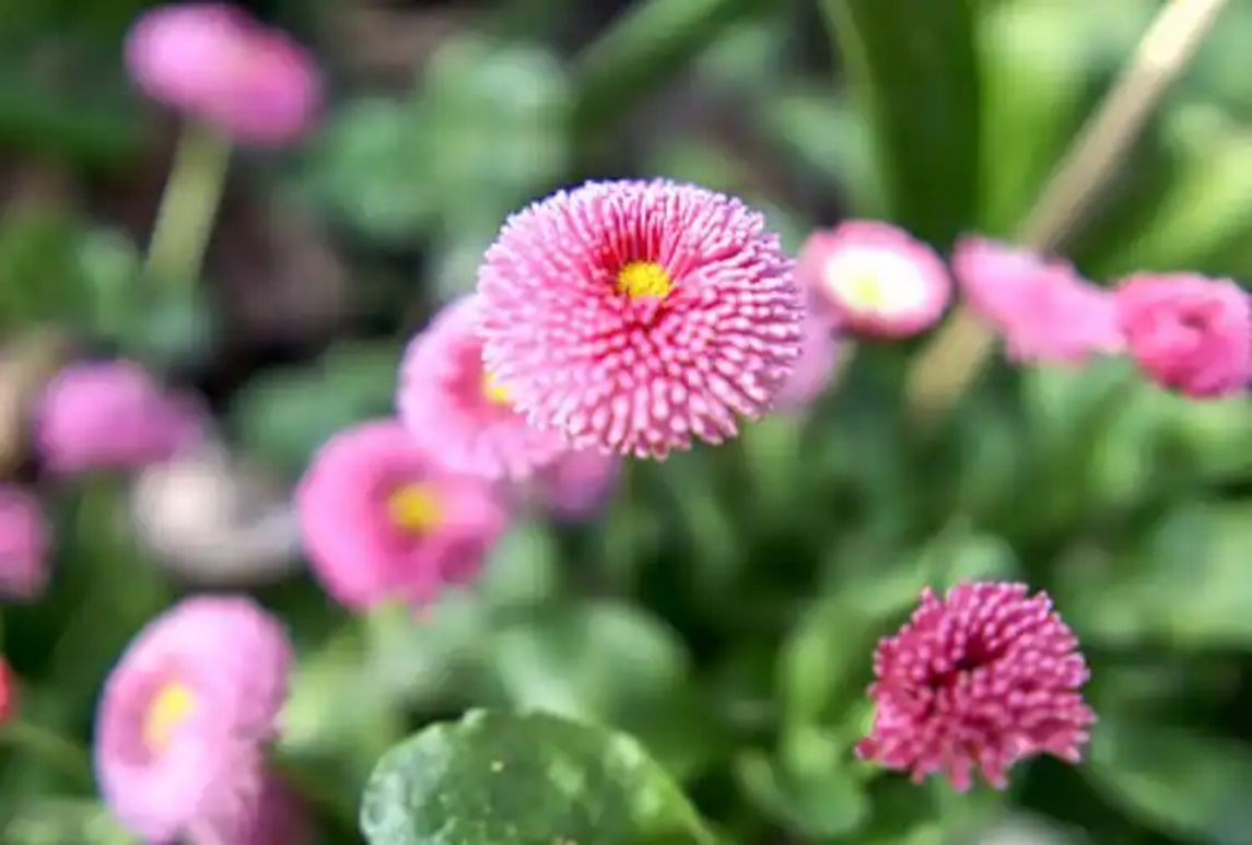 雛菊