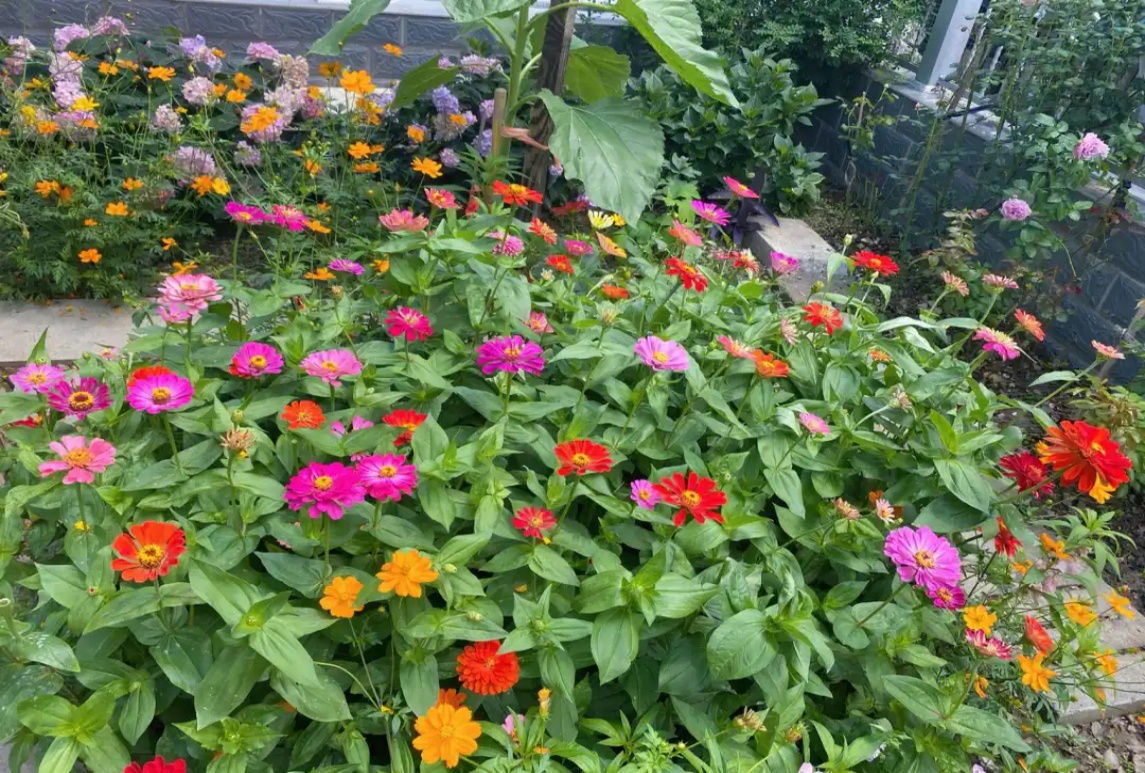 百日草